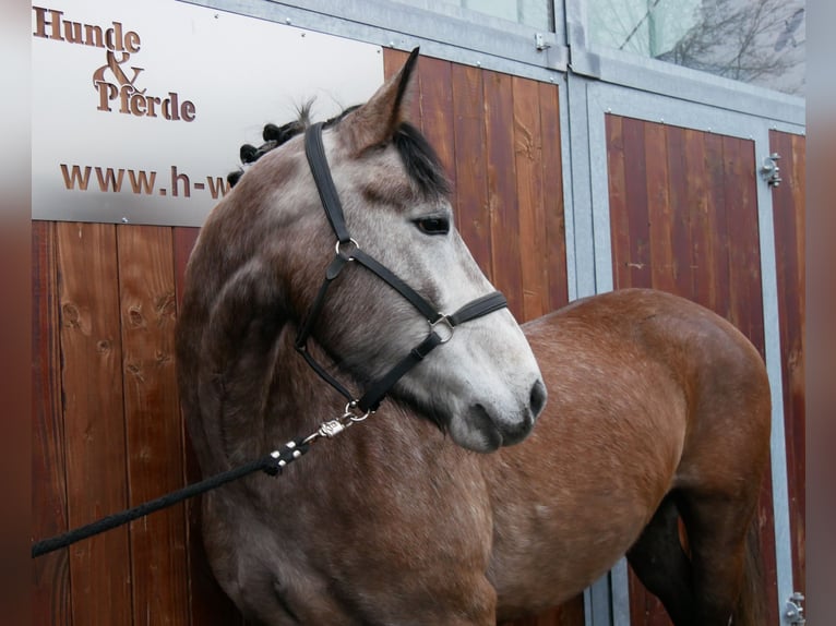 Inne konie gorącokrwiste Klacz 6 lat 155 cm Formy Brown Falb in Dorsten