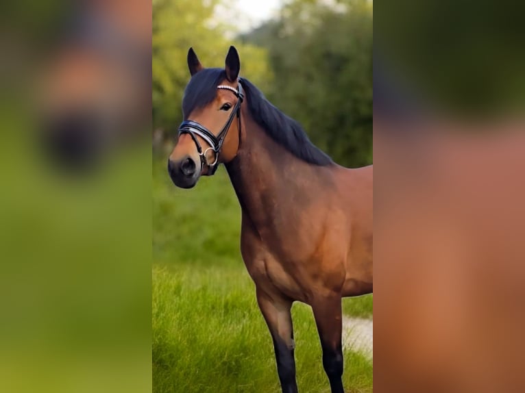 Inne konie gorącokrwiste Klacz 6 lat 155 cm Gniada in Warendorf