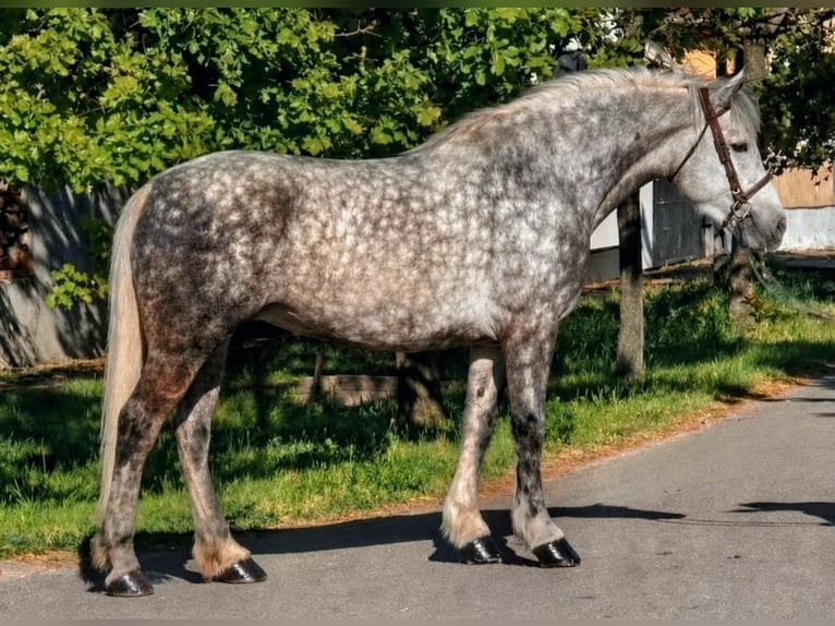 Inne konie gorącokrwiste Mix Klacz 6 lat 157 cm Siwa jabłkowita in Békéscsaba