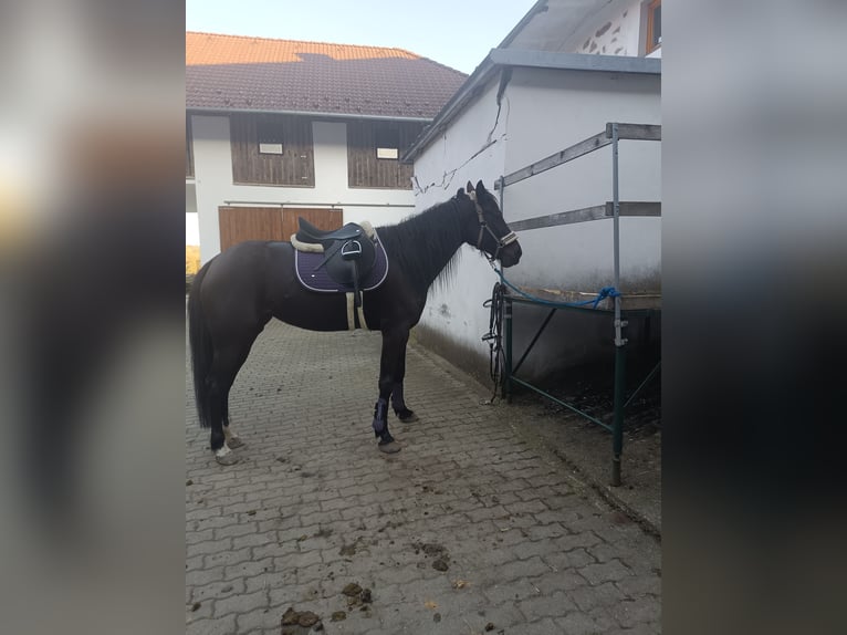 Inne konie gorącokrwiste Klacz 6 lat 158 cm Skarogniada in Hennberg