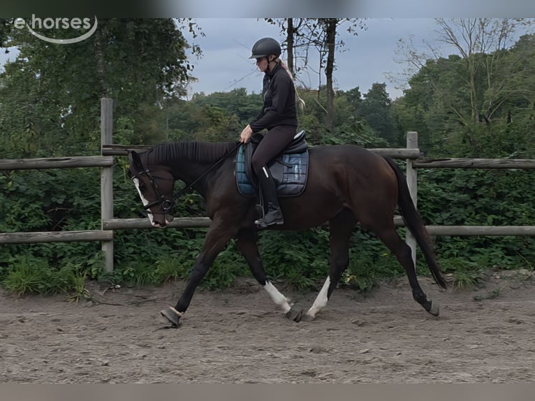 Inne konie gorącokrwiste Klacz 6 lat 158 cm Skarogniada in Wachtendonk