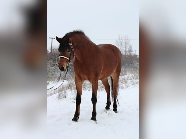 Inne konie gorącokrwiste Klacz 6 lat 160 cm Gniada in Békés