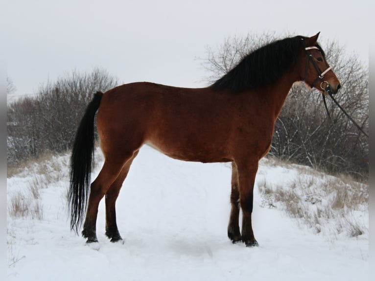 Inne konie gorącokrwiste Klacz 6 lat 160 cm Gniada in Békés