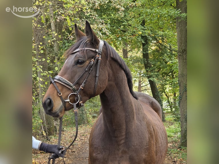 Inne konie gorącokrwiste Klacz 6 lat 162 cm Ciemnogniada in Wachtendonk