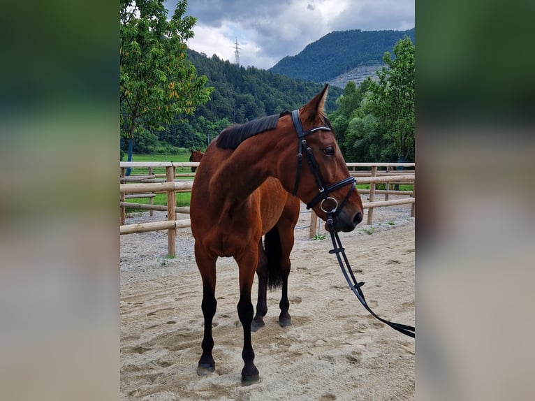 Inne konie gorącokrwiste Klacz 6 lat 164 cm Gniada in GUMMERN