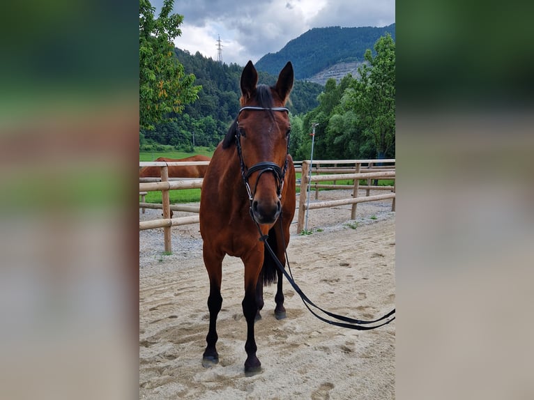 Inne konie gorącokrwiste Klacz 6 lat 164 cm Gniada in GUMMERN