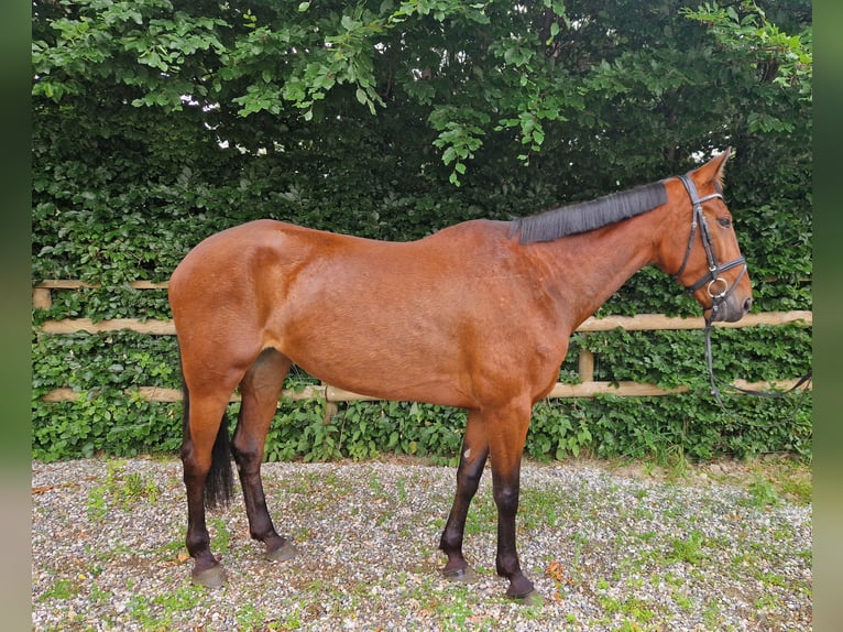 Inne konie gorącokrwiste Klacz 6 lat 164 cm Gniada in GUMMERN