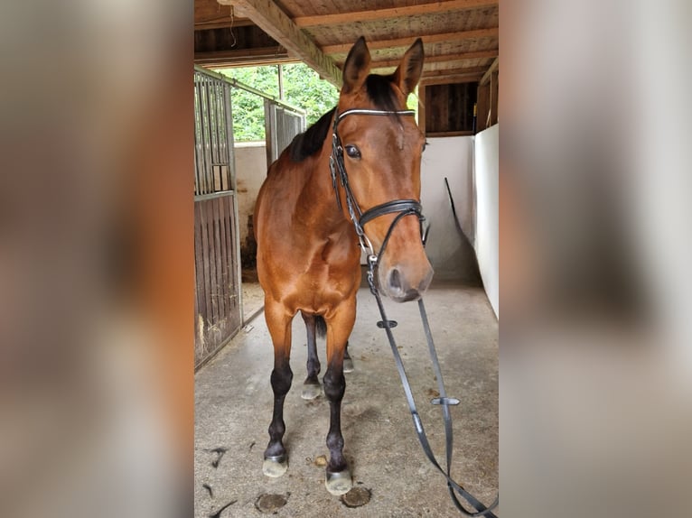 Inne konie gorącokrwiste Klacz 6 lat 164 cm Gniada in GUMMERN