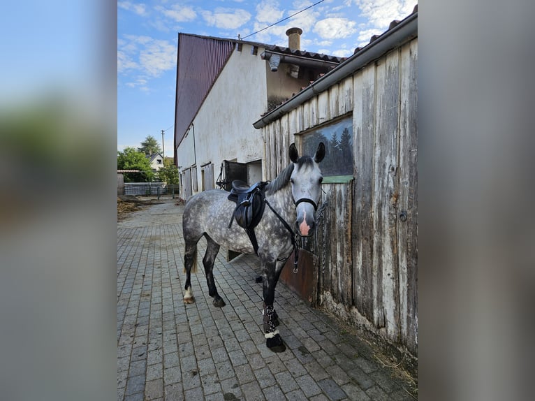 Inne konie gorącokrwiste Klacz 6 lat 164 cm Siwa jabłkowita in Deggingen