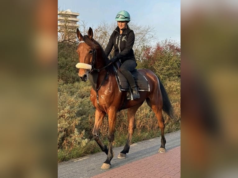 Inne konie gorącokrwiste Klacz 6 lat 165 cm Gniada in Neunkirchen-Seelscheid