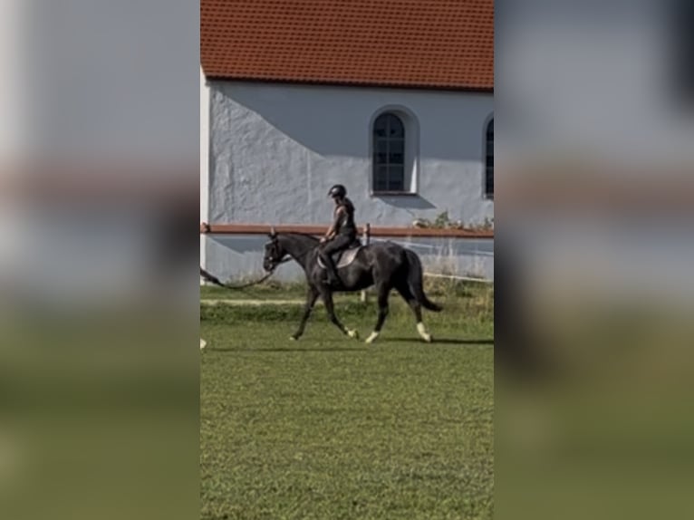 Inne konie gorącokrwiste Klacz 6 lat 165 cm Kara in IglingIgling