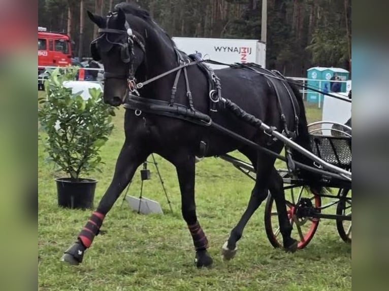 Inne konie gorącokrwiste Klacz 6 lat 167 cm Skarogniada in Rawicz