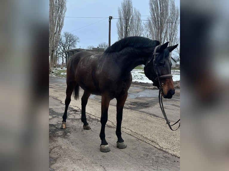 Inne konie gorącokrwiste Klacz 6 lat 172 cm Gniada in Debrecen