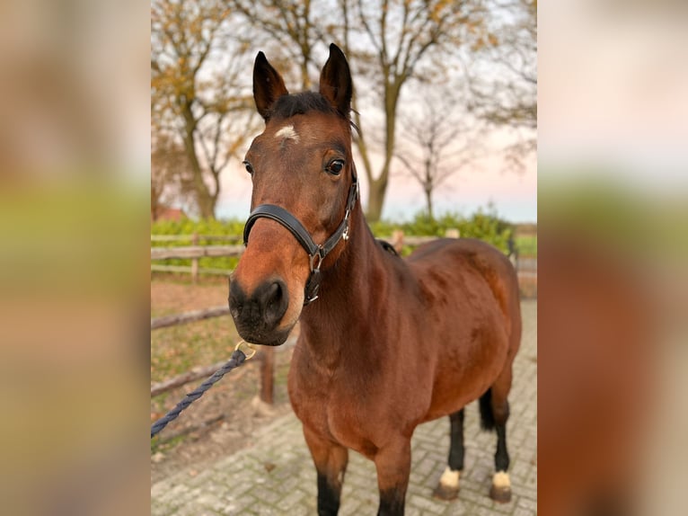 Inne konie gorącokrwiste Klacz 7 lat 147 cm Ciemnogniada in Heusden zolder