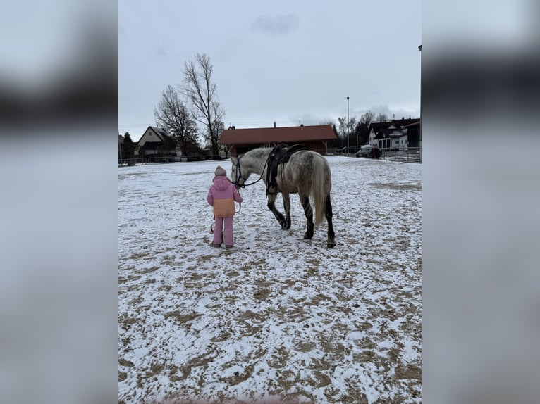 Inne konie gorącokrwiste Mix Klacz 7 lat 154 cm Siwa in Fuchstal