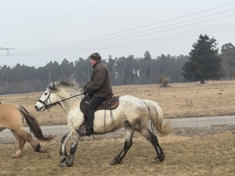 Inne konie gorącokrwiste Mix Klacz 7 lat 154 cm Siwa in Fuchstal