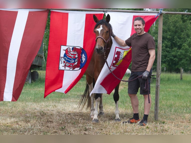 Inne konie gorącokrwiste Klacz 7 lat 155 cm in Ribbesbüttel