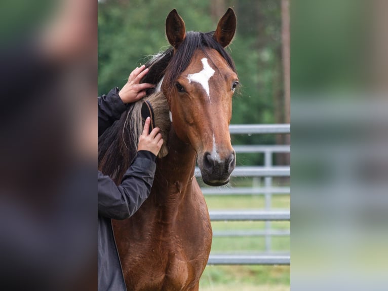 Inne konie gorącokrwiste Klacz 7 lat 155 cm in Ribbesbüttel