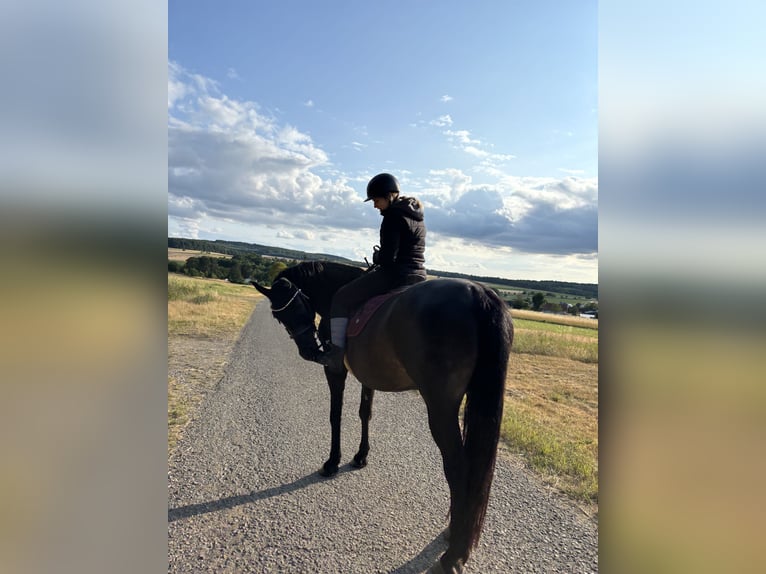 Inne konie gorącokrwiste Klacz 7 lat 160 cm Ciemnogniada in Hüttenberg