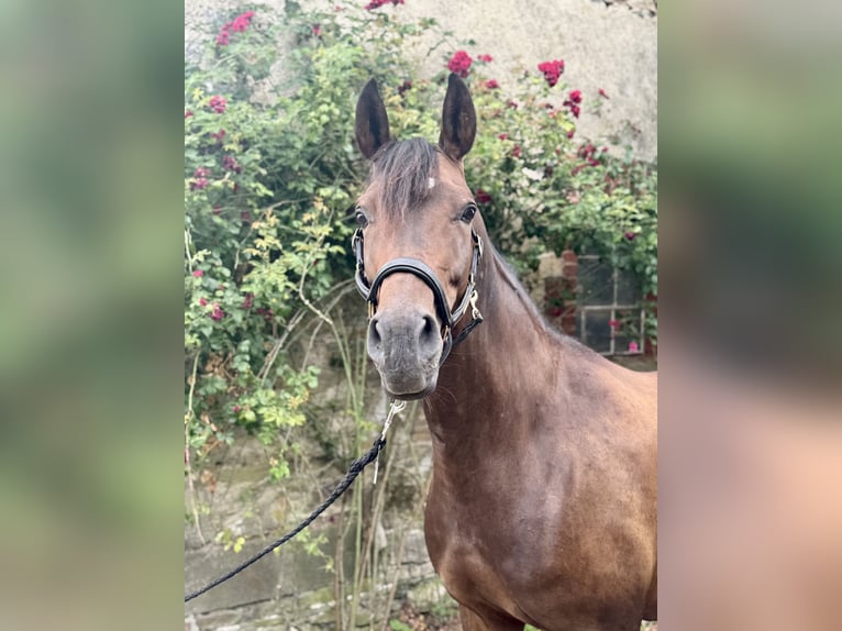 Inne konie gorącokrwiste Klacz 7 lat 160 cm Ciemnogniada in Löhnberg