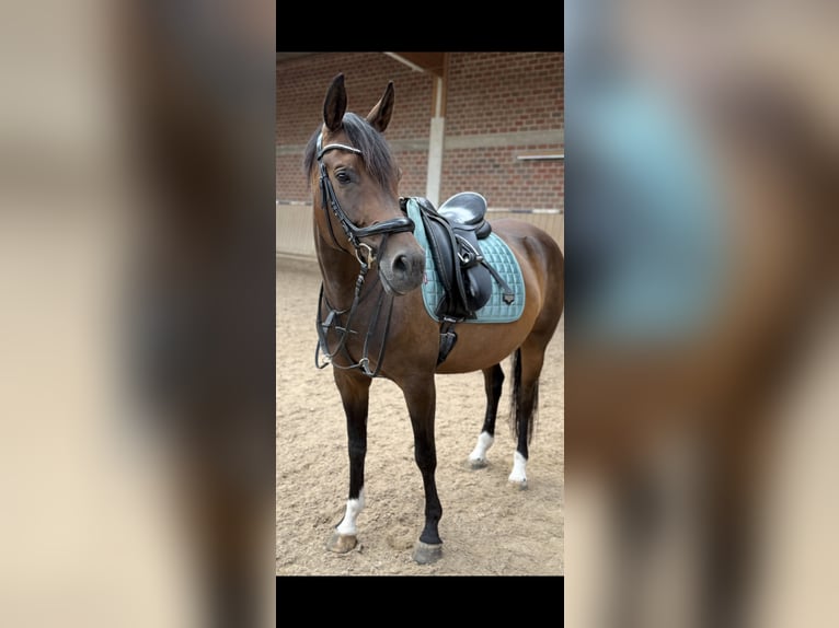 Inne konie gorącokrwiste Klacz 7 lat 160 cm Ciemnogniada in Löhnberg