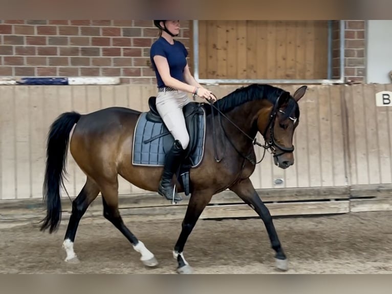 Inne konie gorącokrwiste Klacz 7 lat 160 cm Ciemnogniada in Löhnberg