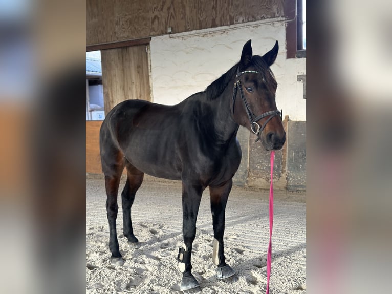 Inne konie gorącokrwiste Klacz 7 lat 165 cm Ciemnogniada in Mücke