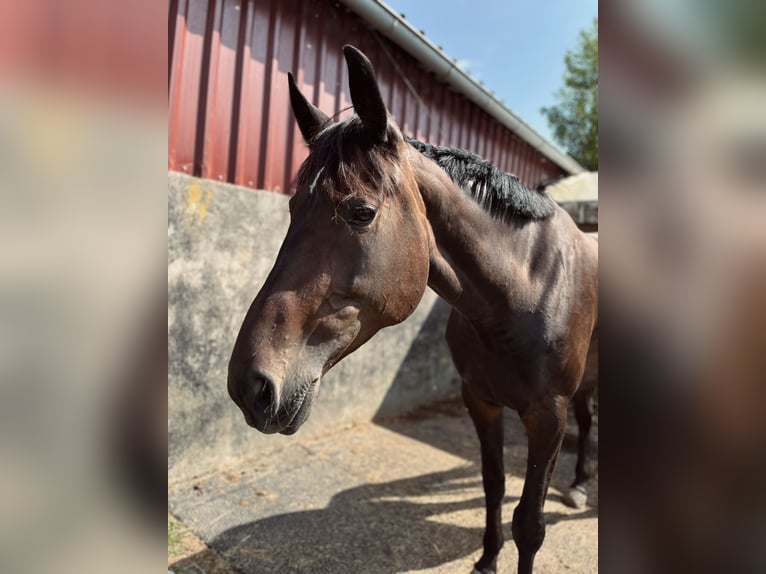 Inne konie gorącokrwiste Klacz 7 lat 165 cm Ciemnogniada in Mücke