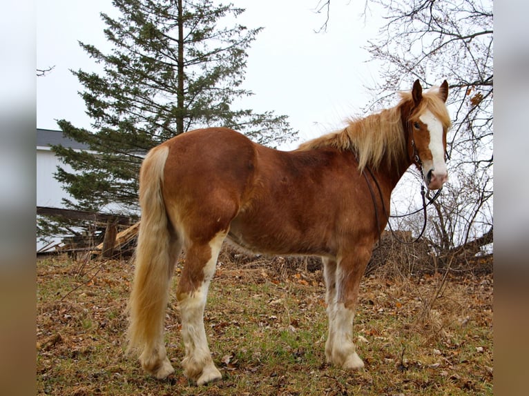 Inne konie gorącokrwiste Klacz 7 lat 170 cm Ciemnokasztanowata in Highland MI