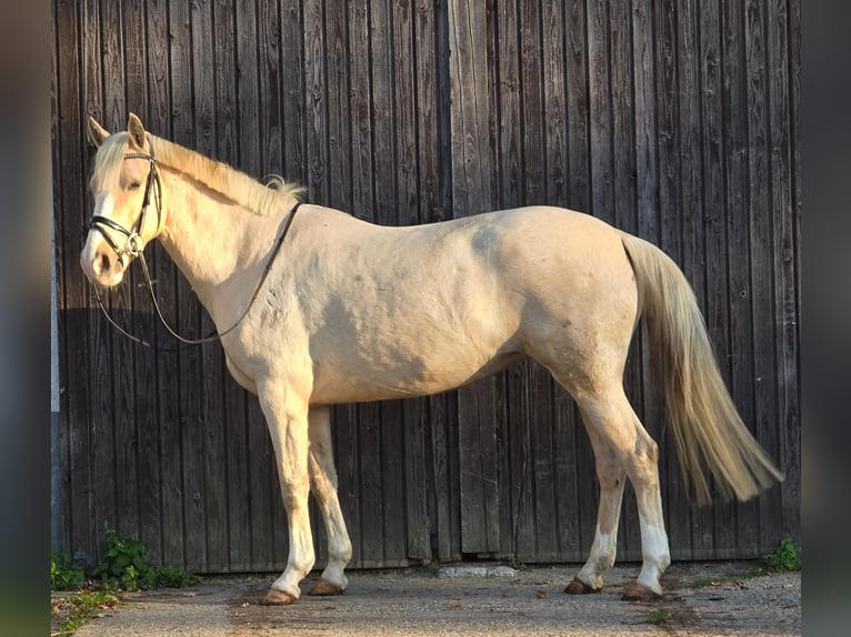 Inne konie gorącokrwiste Klacz 8 lat 154 cm Izabelowata in Someren