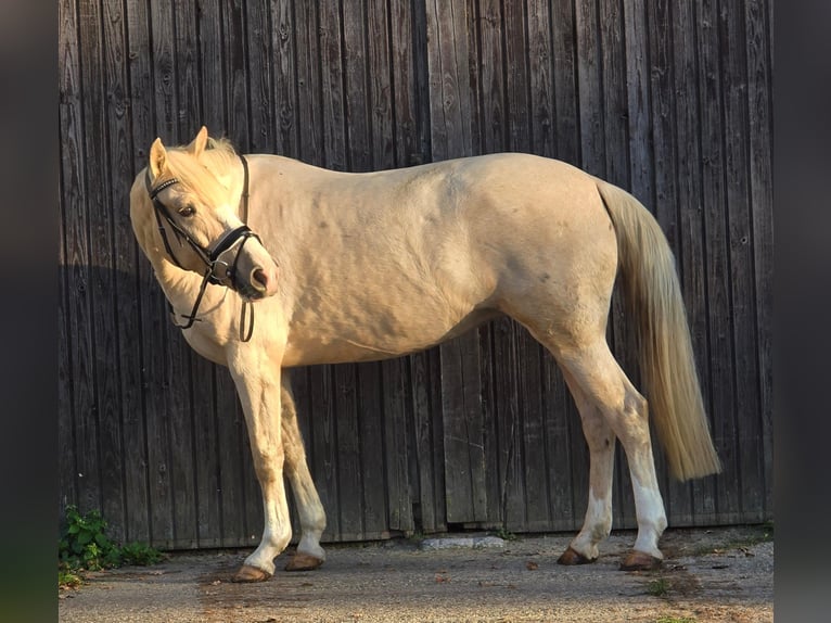 Inne konie gorącokrwiste Klacz 8 lat 154 cm Izabelowata in Someren