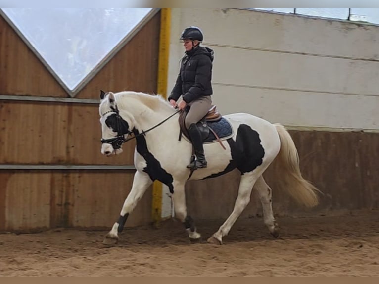 Inne konie gorącokrwiste Klacz 8 lat 155 cm Srokata in Braunschweig