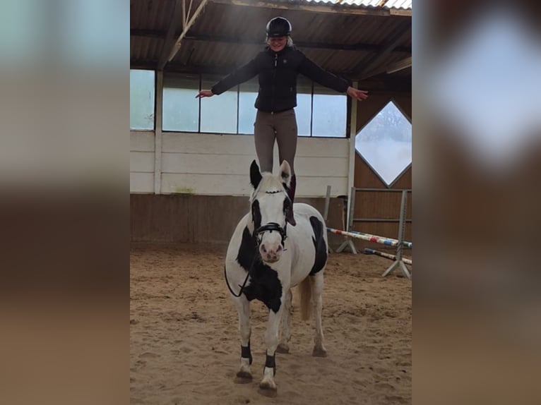 Inne konie gorącokrwiste Klacz 8 lat 155 cm Srokata in Braunschweig