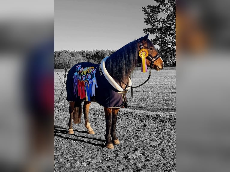 Inne konie gorącokrwiste Mix Klacz 8 lat 160 cm Gniada in Laatzen