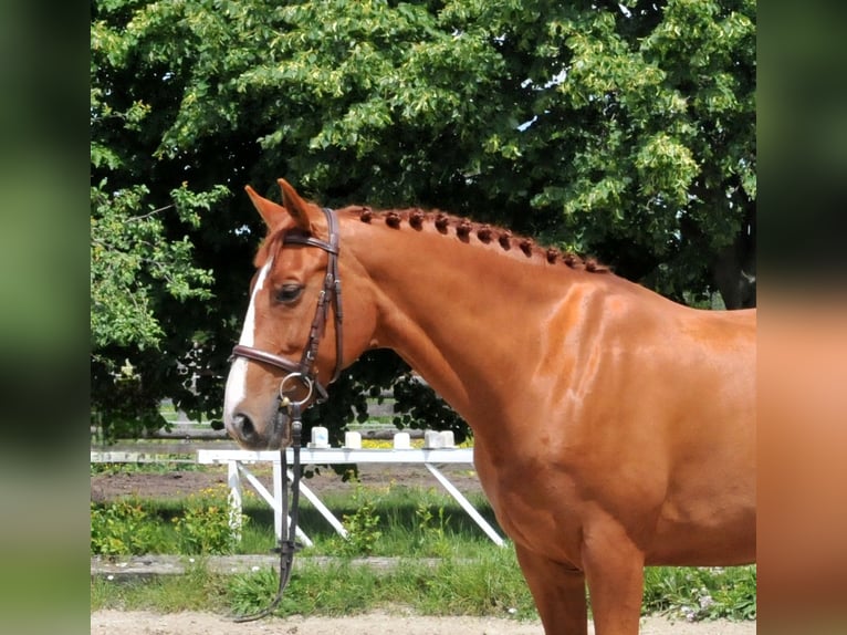 Inne konie gorącokrwiste Klacz 8 lat 160 cm Kasztanowata in Schattendorf