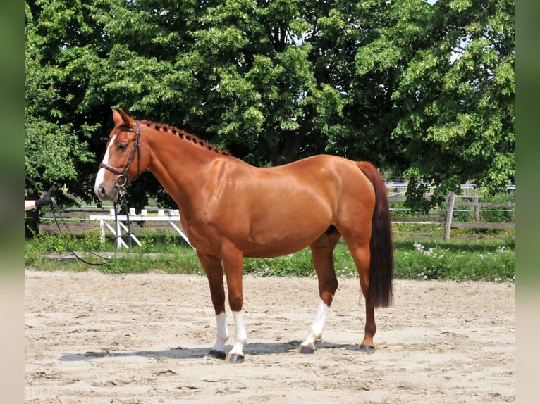 Inne konie gorącokrwiste Klacz 8 lat 160 cm Kasztanowata in Schattendorf