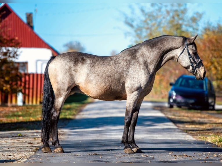 Inne konie gorącokrwiste Klacz 8 lat 163 cm Jelenia in Mez&#x151;hegyes