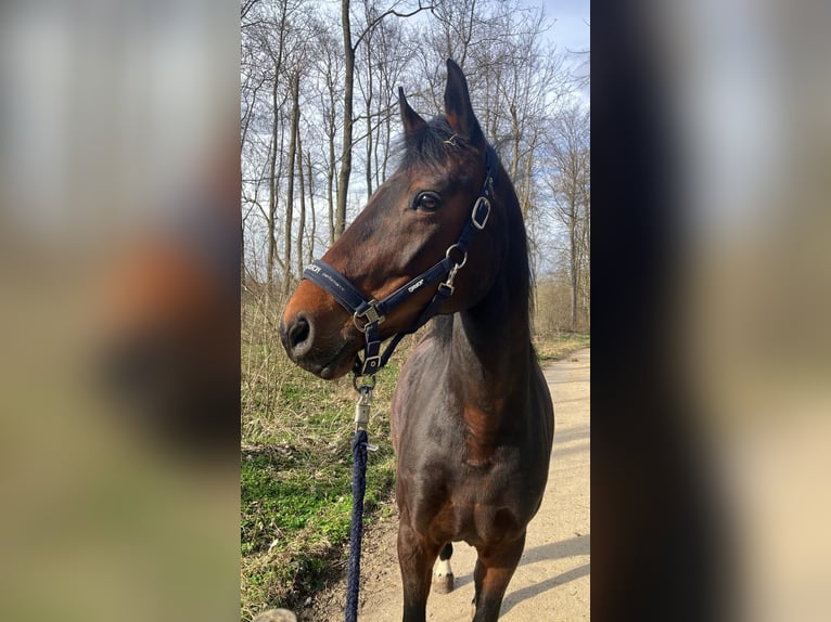 Inne konie gorącokrwiste Klacz 8 lat 165 cm Gniada in Monheim