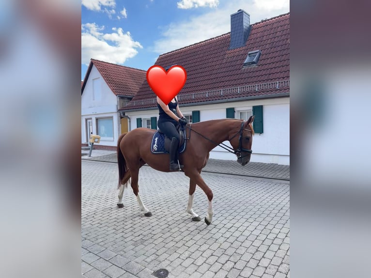 Inne konie gorącokrwiste Klacz 8 lat 165 cm Kasztanowata in Förderstedt