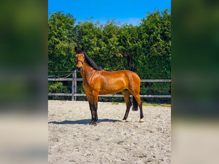 Inne konie gorącokrwiste Klacz 8 lat 165 cm in Ptuj