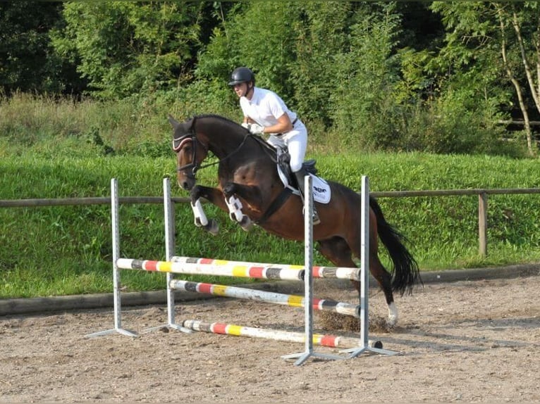 Inne konie gorącokrwiste Klacz 8 lat 168 cm Ciemnogniada in Wellheim