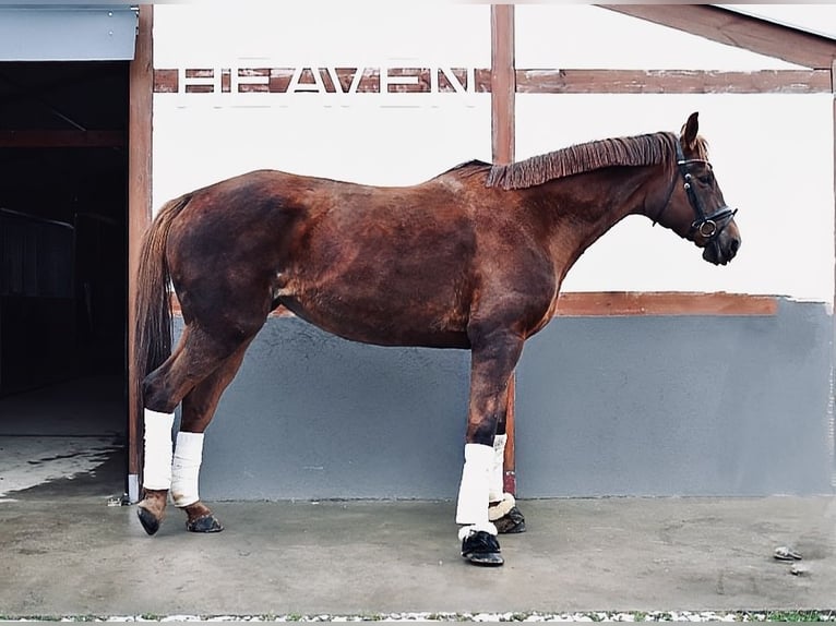 Inne konie gorącokrwiste Klacz 8 lat 175 cm Ciemnokasztanowata in Trzebnica