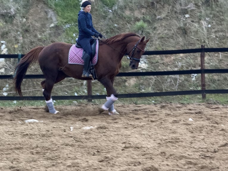 Inne konie gorącokrwiste Klacz 8 lat 175 cm Ciemnokasztanowata in Trzebnica