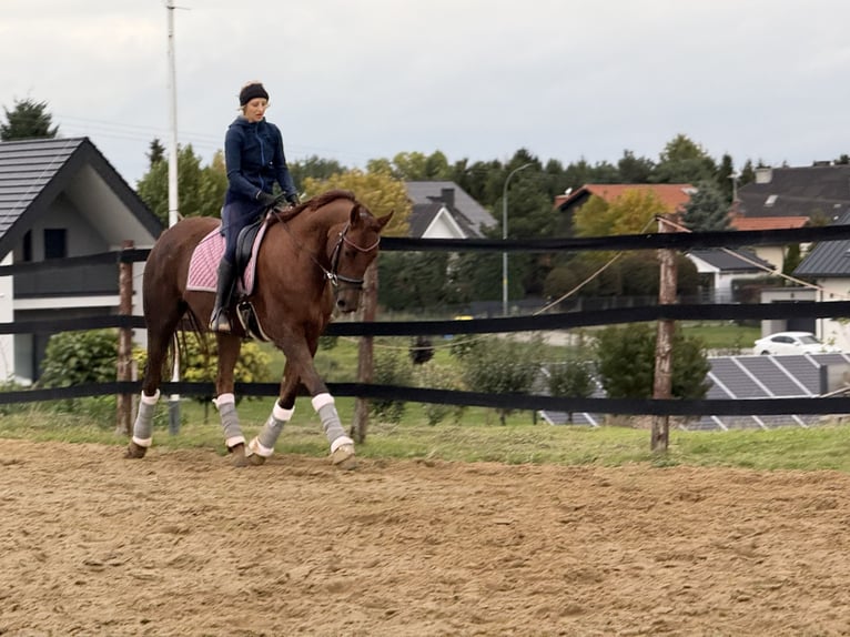 Inne konie gorącokrwiste Klacz 8 lat 175 cm Ciemnokasztanowata in Trzebnica