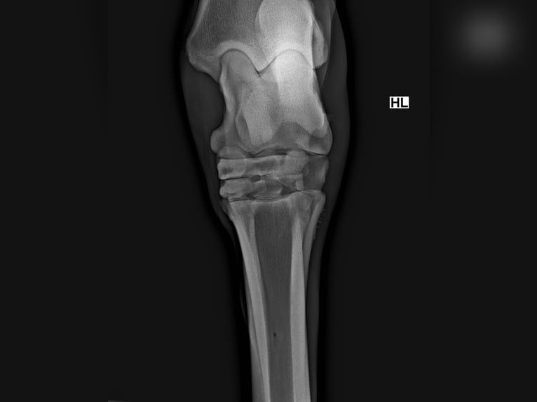 Inne konie gorącokrwiste Mix Klacz 9 lat 150 cm Kara in Friesach