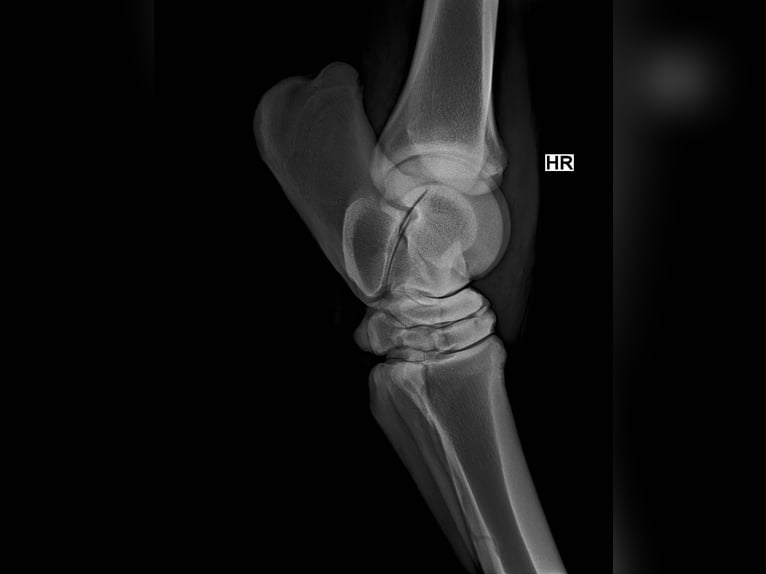 Inne konie gorącokrwiste Mix Klacz 9 lat 150 cm Kara in Friesach