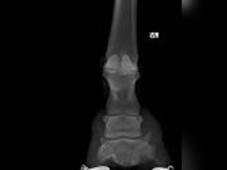 Inne konie gorącokrwiste Mix Klacz 9 lat 150 cm Kara in Friesach