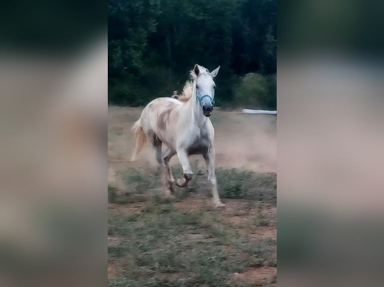 Inne konie gorącokrwiste Klacz 9 lat 158 cm Biała in Bale