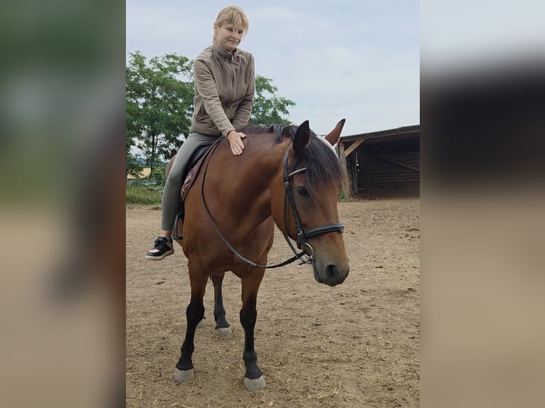 Inne konie gorącokrwiste Klacz 9 lat 159 cm in Schattendorf