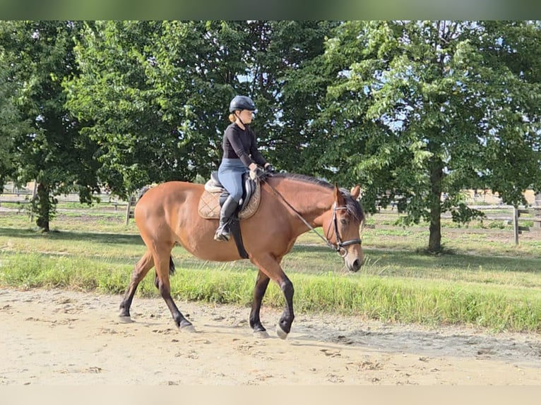 Inne konie gorącokrwiste Klacz 9 lat 159 cm in Schattendorf